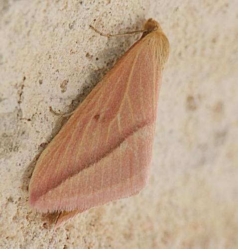 Rhodometra sacraria